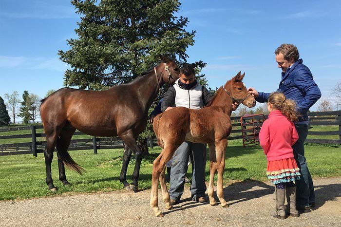 1 adult horse and 1 young horse